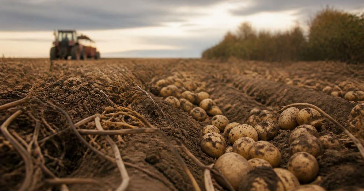 В Новосибирской области завершилась часть уборо...